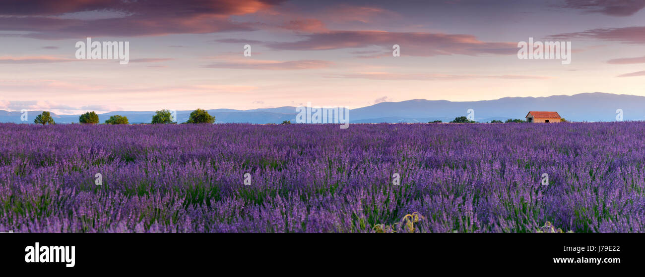 Lavender field, Provance Stock Photo