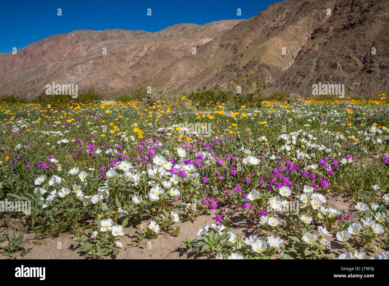 Desert wildflowers hi-res stock photography and images - Alamy