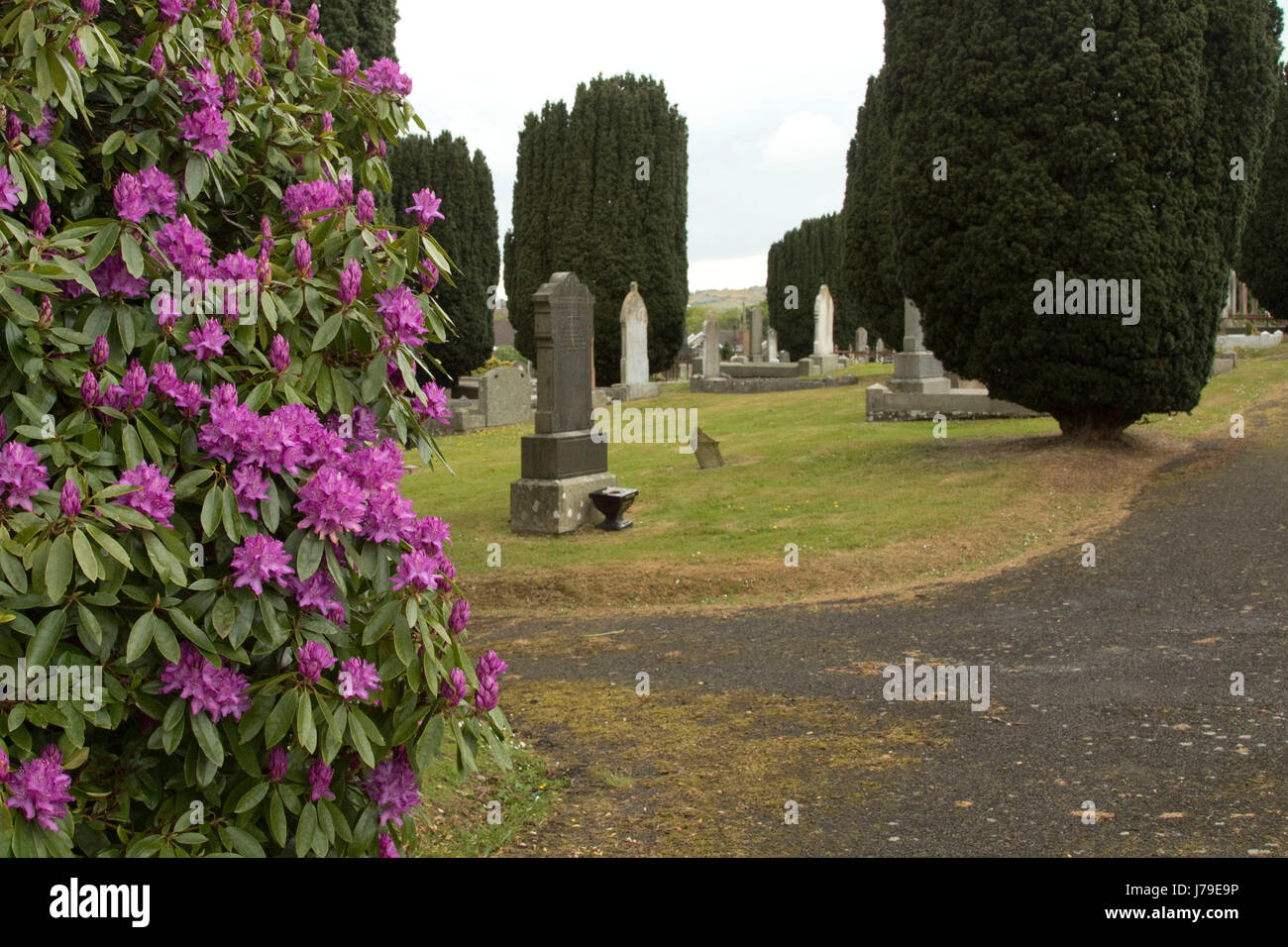 Purple Headstones High Resolution Stock Photography and Images - Alamy