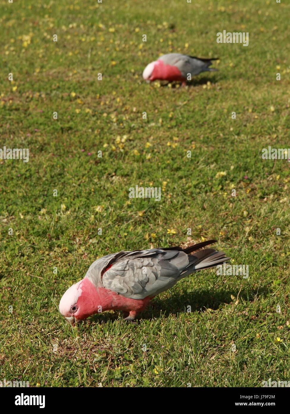 bird australia feed lawn green parrot two pink colour animal bird wild coloured Stock Photo Alamy