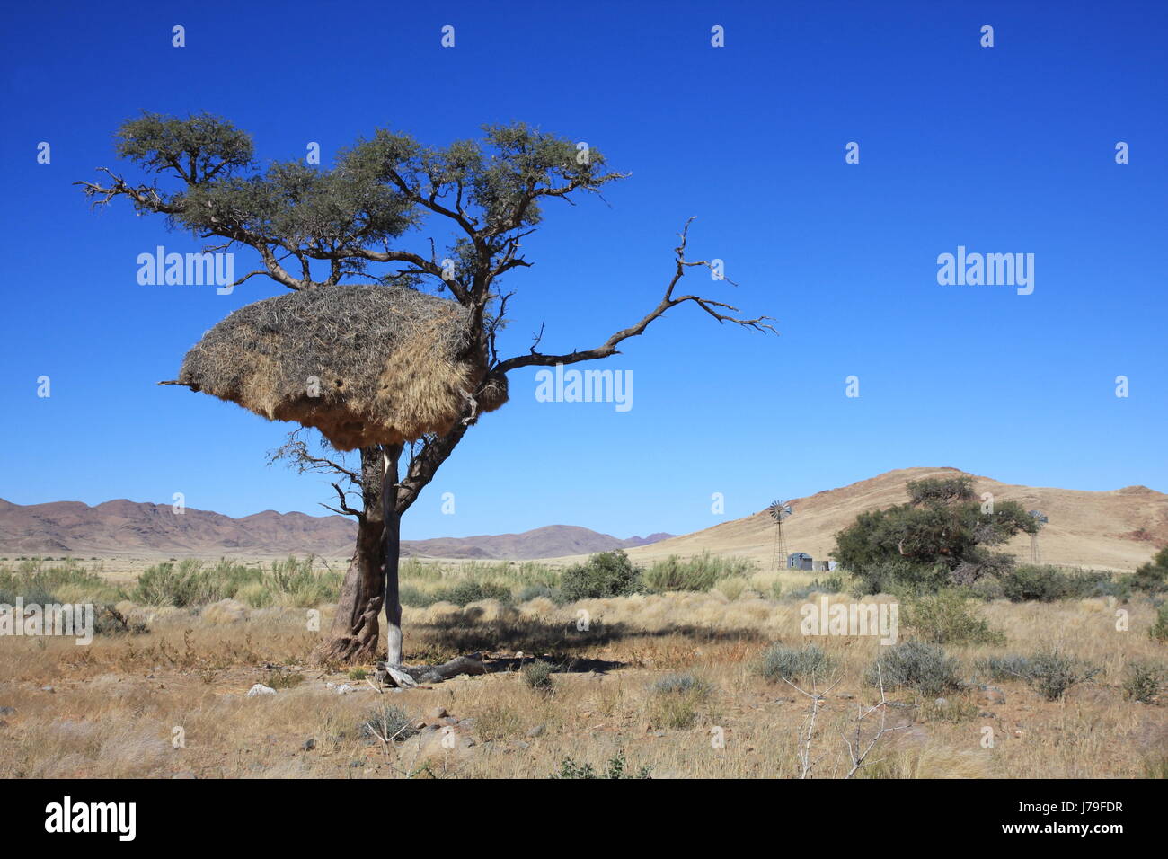 weber birds nest in namibia Stock Photo