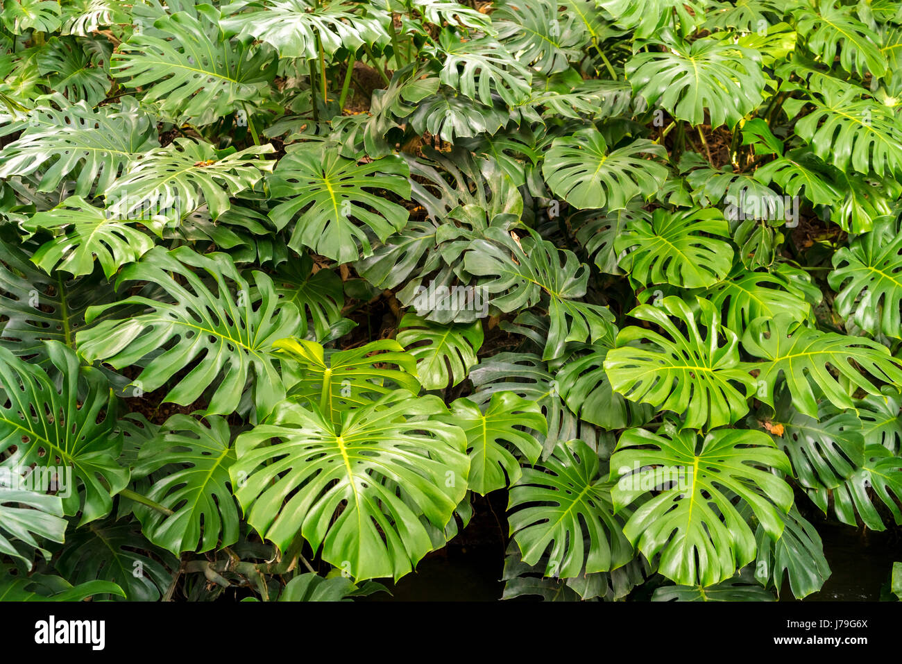 Monstera Deliciosa or Swiss Cheese Plant in the Malaga Botanical Garden. Stock Photo