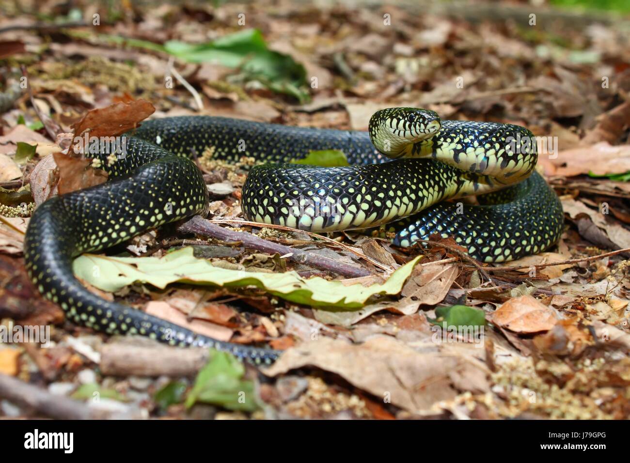 animal reptile black swarthy jetblack deep black snake emperor king herpetology Stock Photo