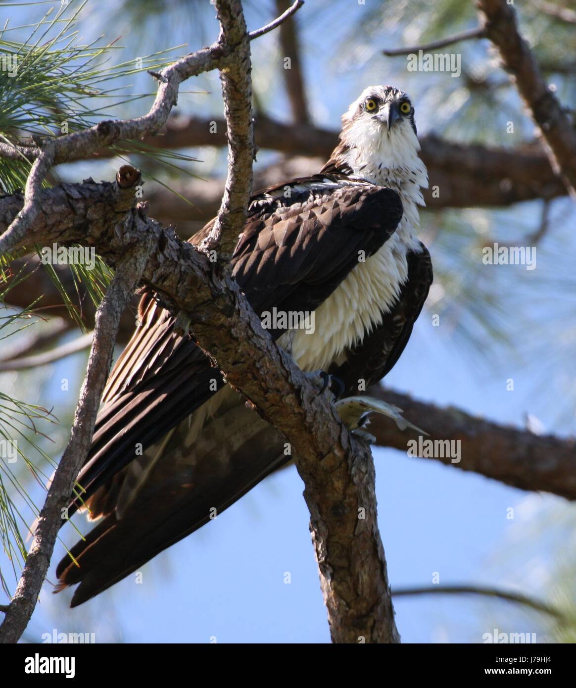 Pray Raptor birds of prey raptor osprey raptor birds of prey look glancing see view ...