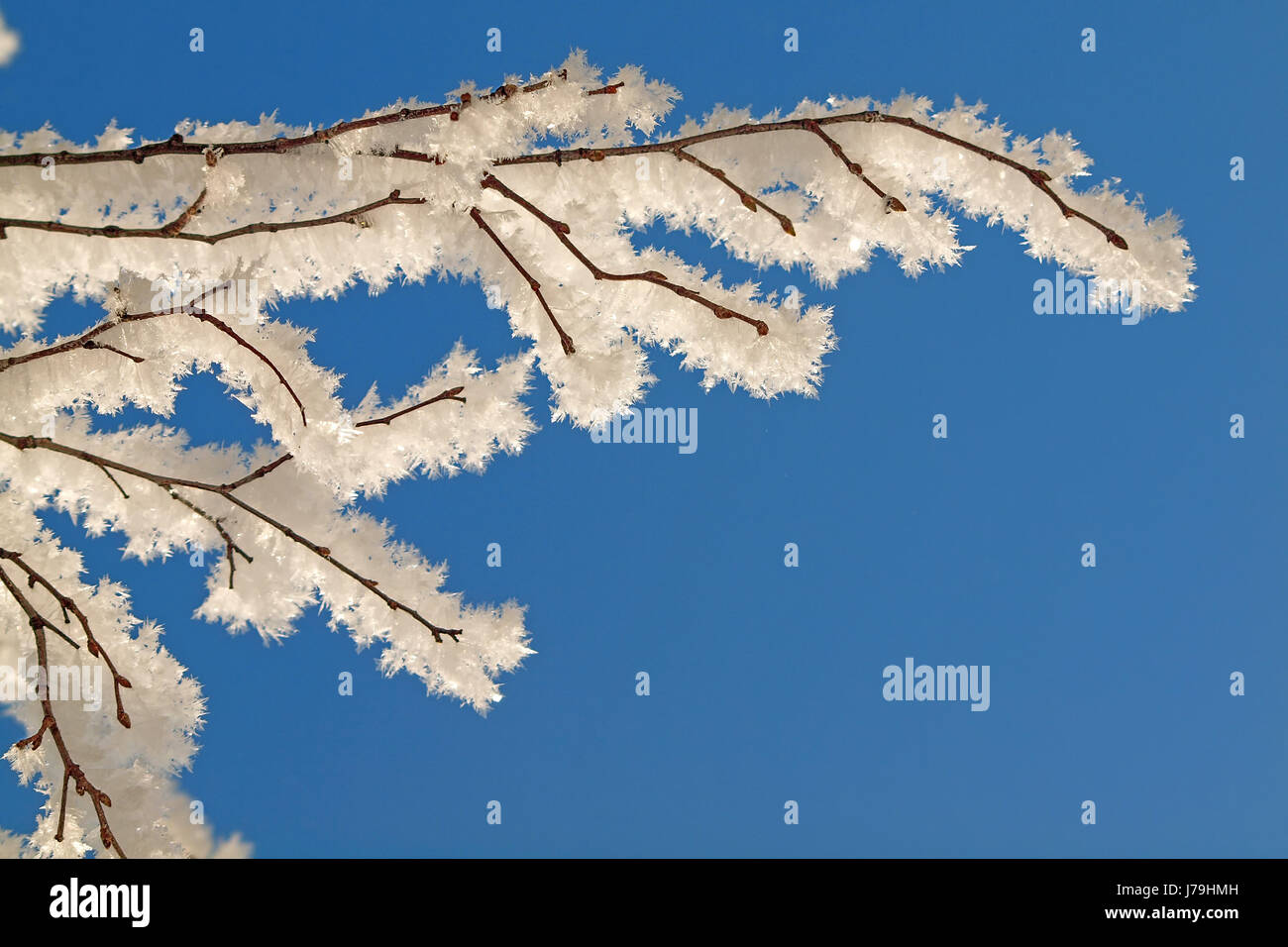 tree,winter,cold,ice,branch,snow,tree,winter,cold,ice,branch,crystal,snow Stock Photo