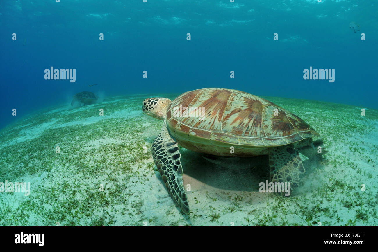 turtle sea bottom tortoise reptile asia underwater dive turtle seaweed Stock Photo