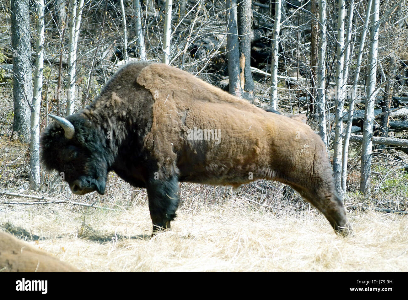 portrait freedom liberty canada strength force nature Stock Photo Alamy
