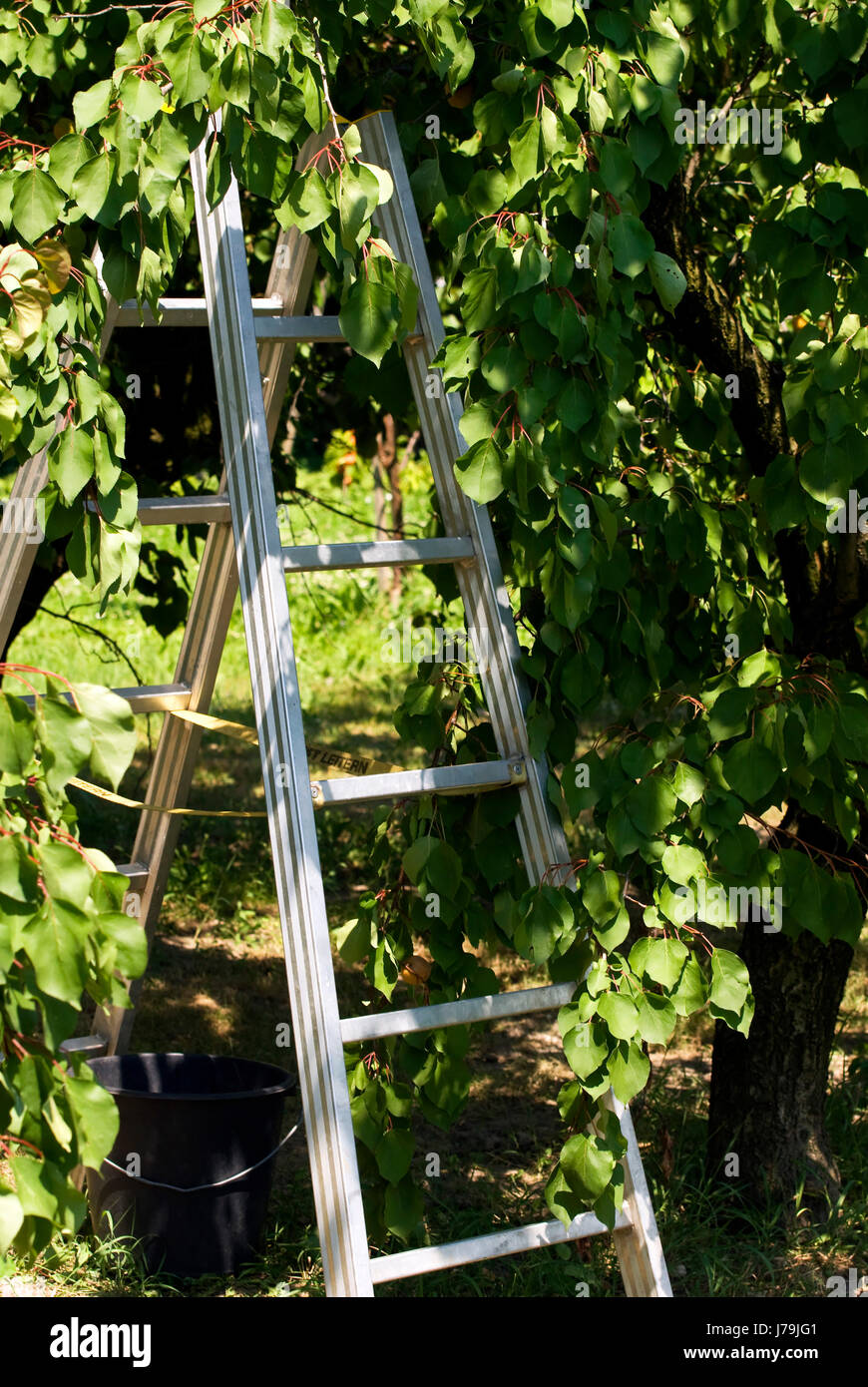 tree bucket fruit tubs harvest time ladder tree trees agriculture farming Stock Photo