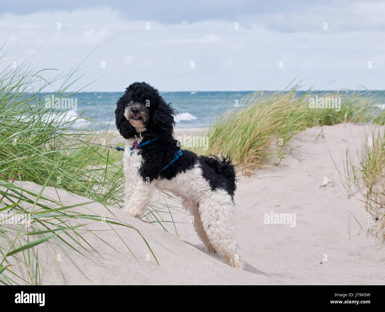 beach seaside the beach seashore dog dogs poodle funny salt water sea ocean  Stock Photo - Alamy