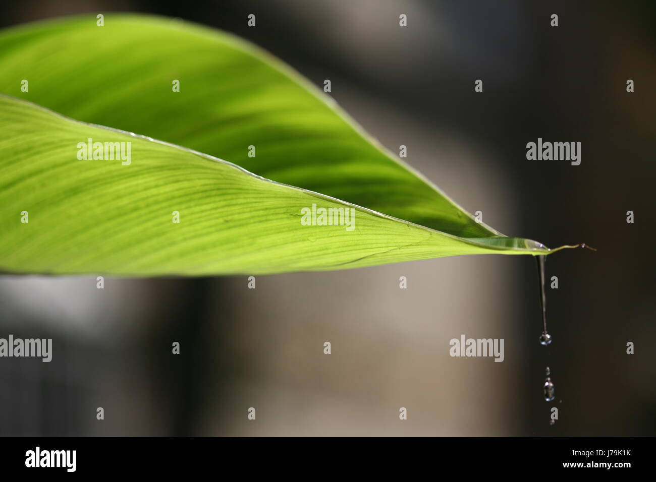 Still Raindrop still life leaf macro close-up macro admission close up view raindrop ...