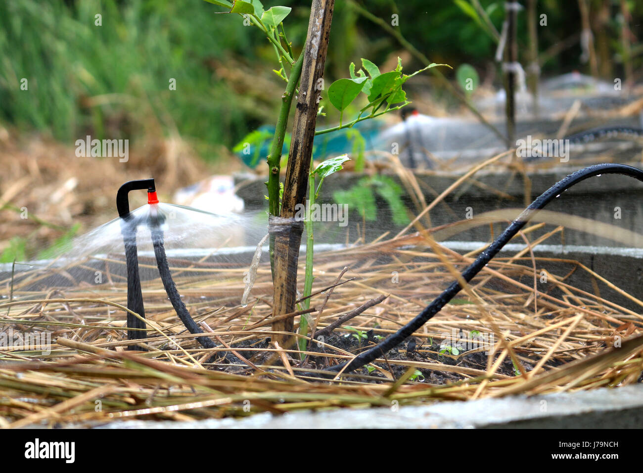 water sprinkler irrigation under lemon tree Stock Photo - Alamy