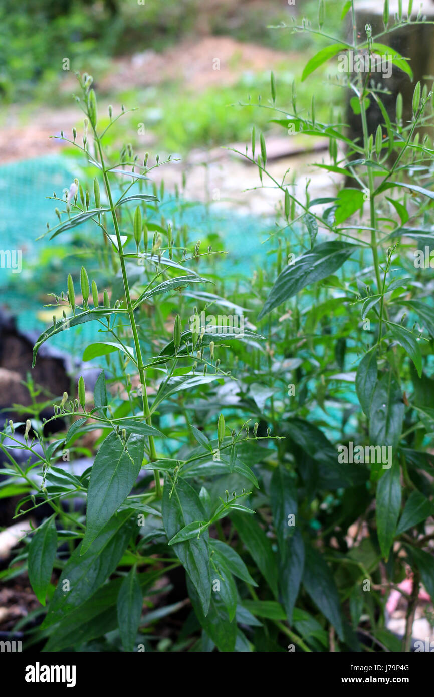 Andrographis paniculata thai herb  nickname 'king of herb' Stock Photo
