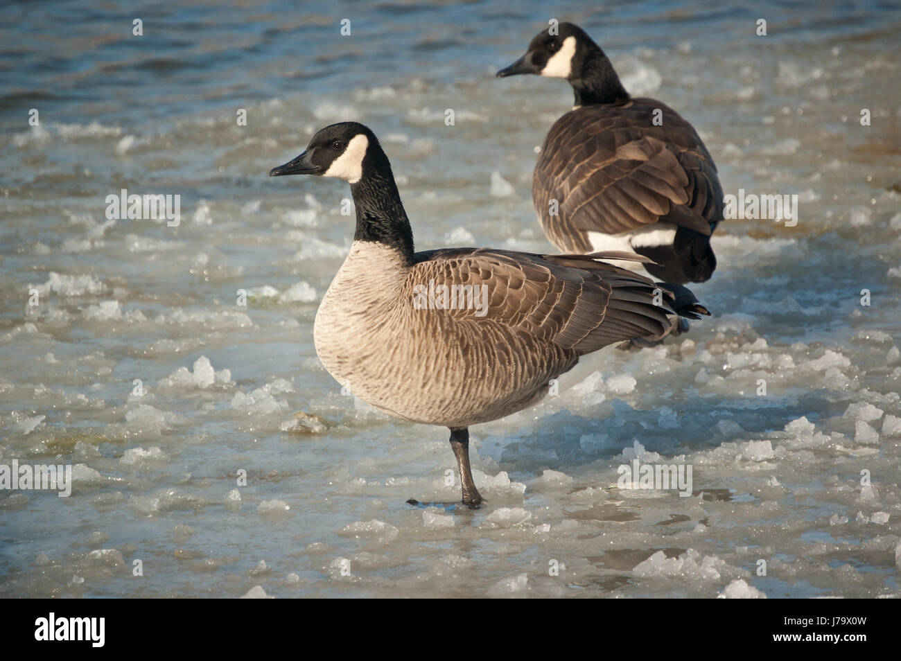 birds wildlife geese goose nature winter animals snow coke cocaine material  Stock Photo - Alamy
