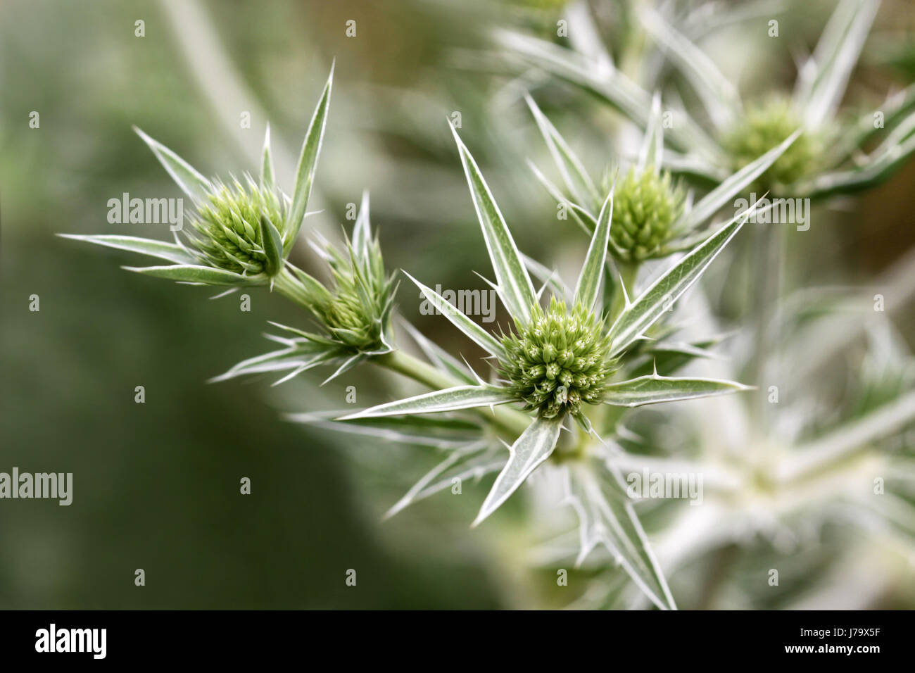 eryngium campestre [eryngium campestre] Stock Photo Alamy