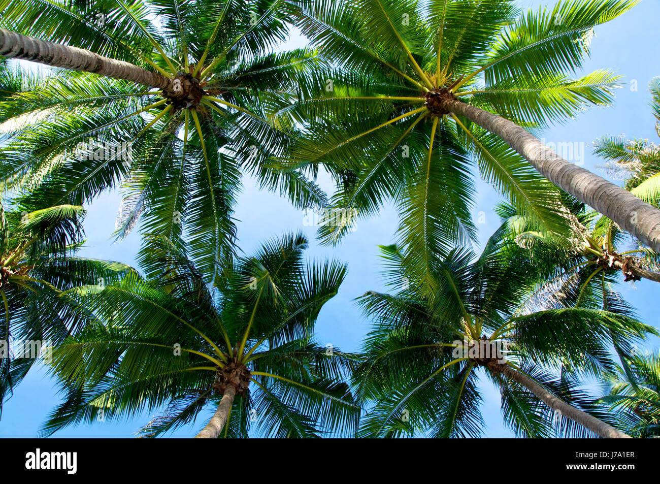 under palm trees Stock Photo Alamy