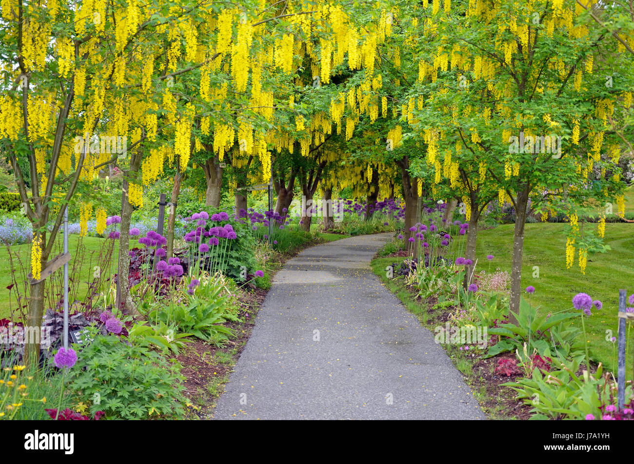 Garden park pathway underneat yellow laburnum trees Stock Photo