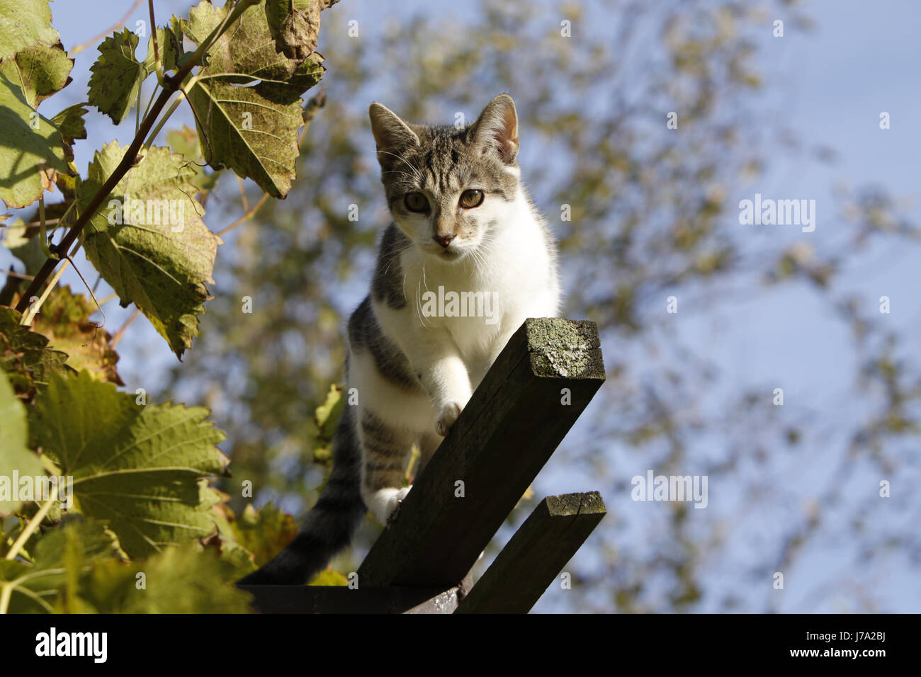 cat climbs in virginia creeper Stock Photo Alamy