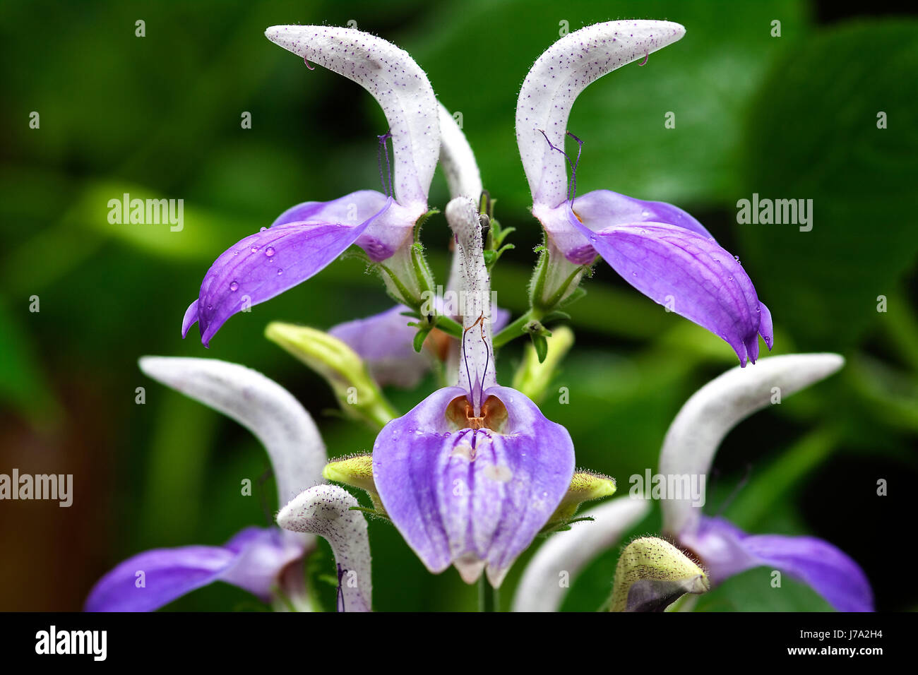 acanthaceae Stock Photo