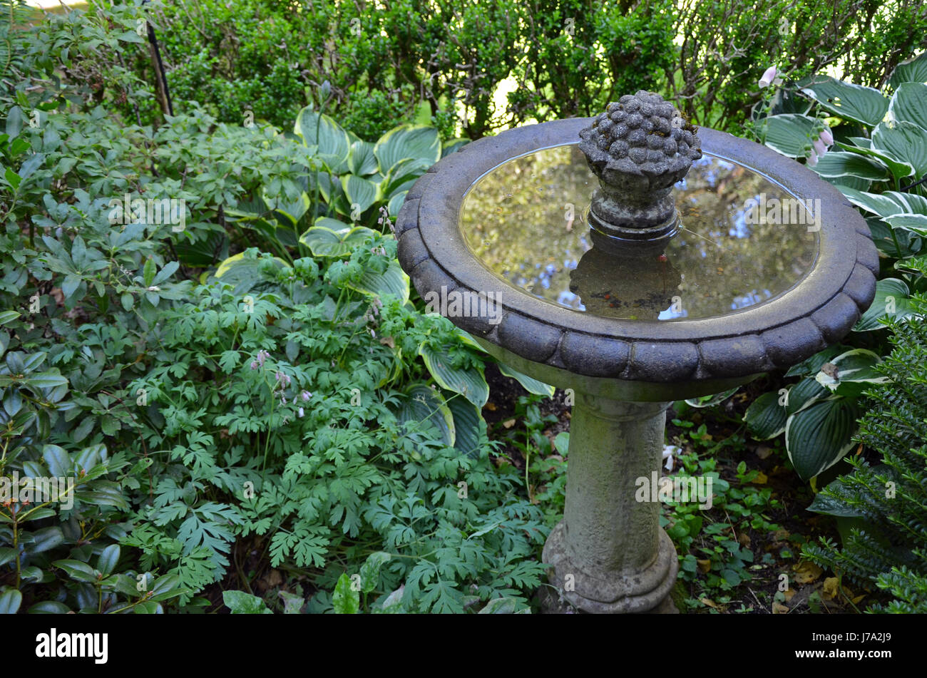 Birdbath filled with water in lush green garden Stock Photo