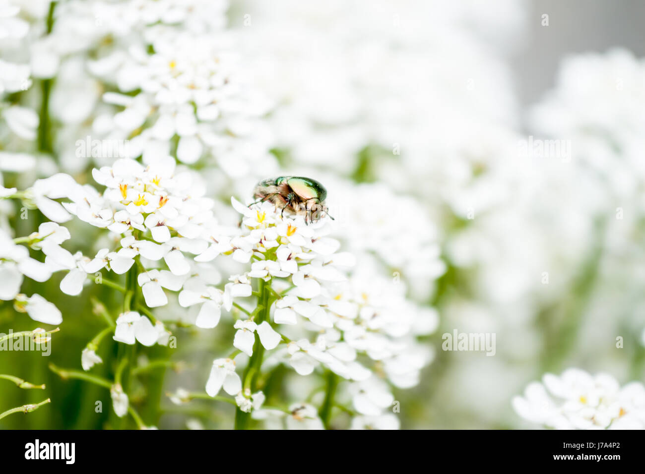 green maybug on white flowers Stock Photo