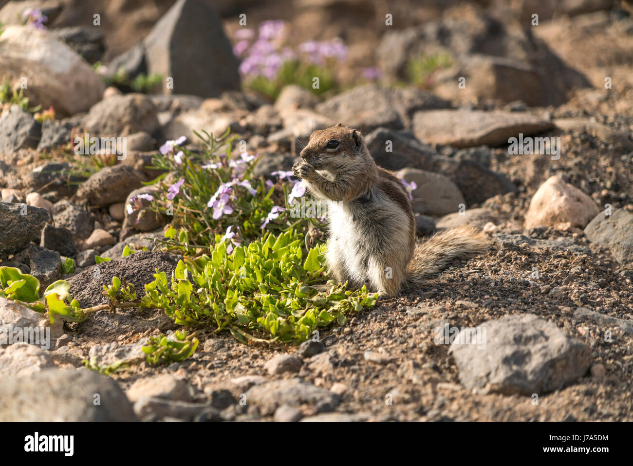 Atlashörnchen Atlantoxerus getulus  im Naturpark Jandia, Risco del Paso, Insel Fuerteventura, Kanarische Inseln, Spanien |  Barbary ground squirrel At Stock Photo