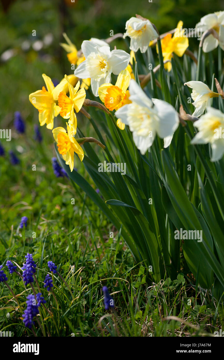 Daffodils and grape hyacinths hires stock photography and images Alamy