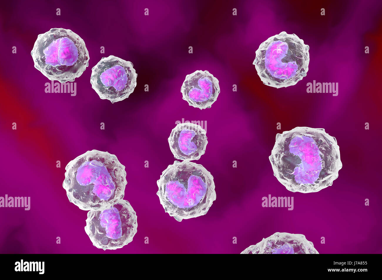 Monocyte immune system defense cells, 3D Rendering Stock Photo