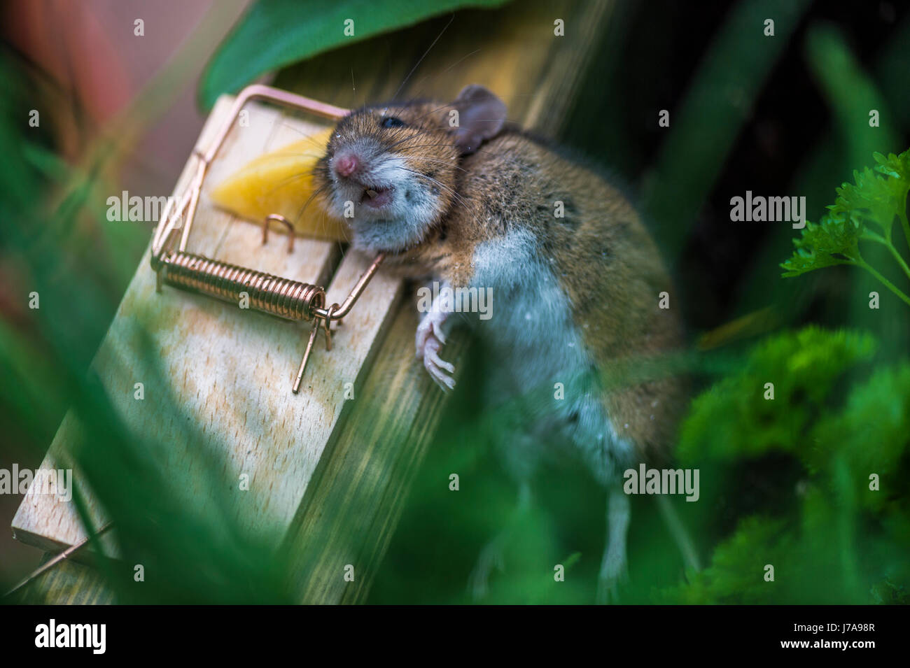 https://c8.alamy.com/comp/J7A98R/common-vole-caught-in-mousetrap-J7A98R.jpg
