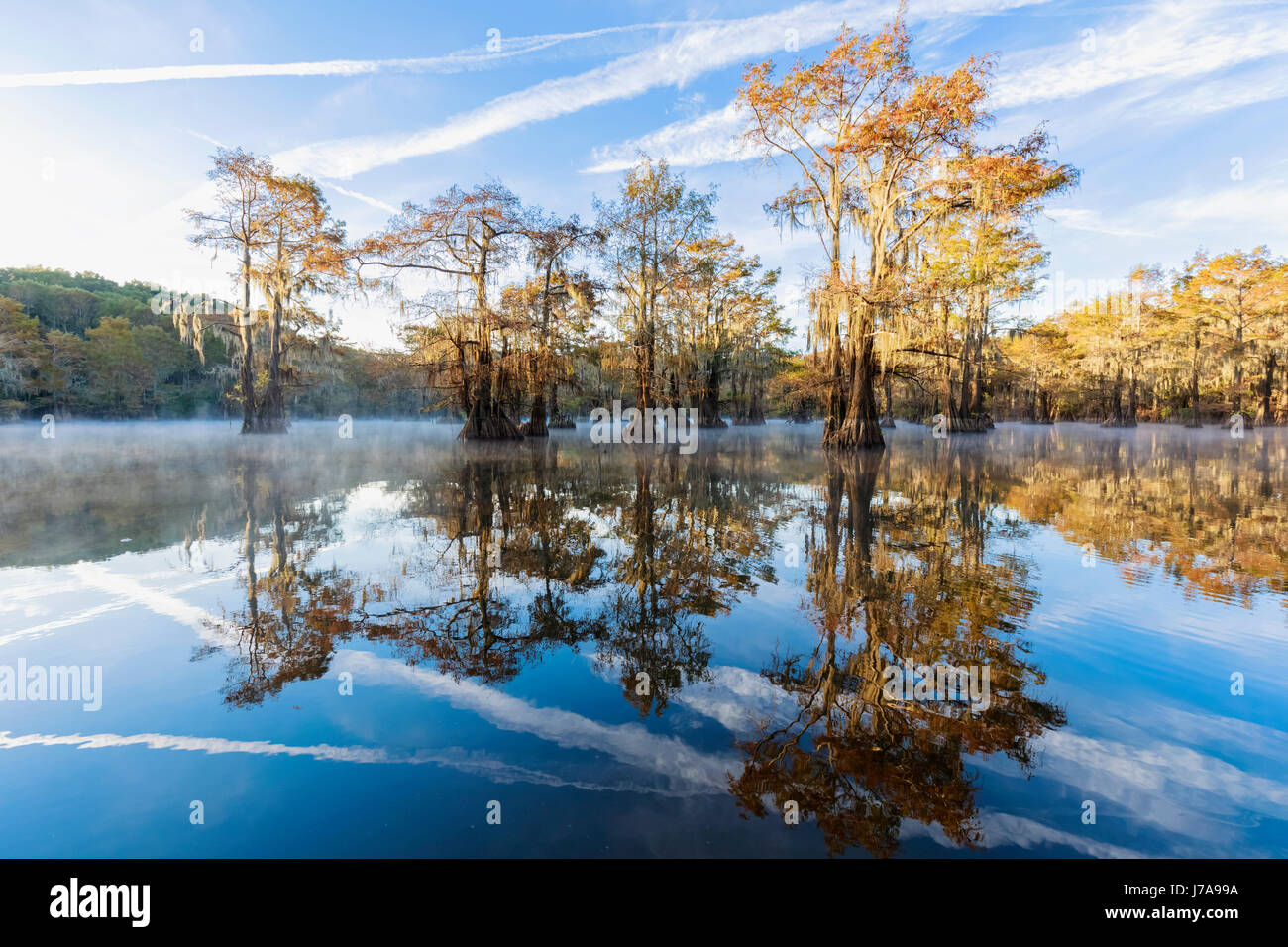 USA, Texas, Louisiana, Caddo Lake, Benton Lake, bald cypress forest