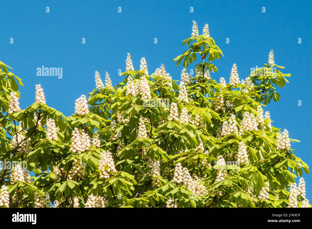 Flowering chestnut tree on blue sky background Stock Photo Alamy