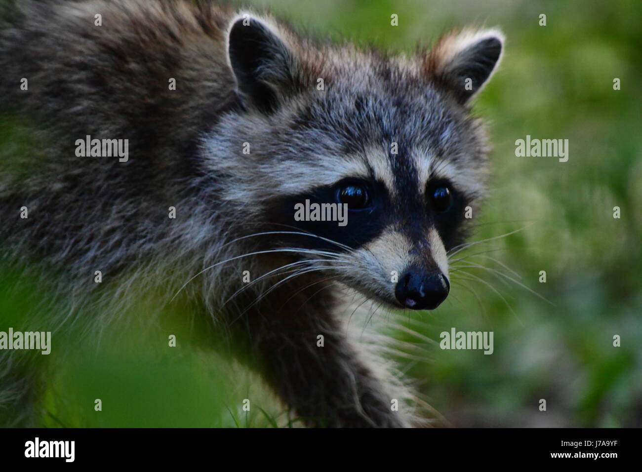 young racoon emerges from the undergrowth Stock Photo