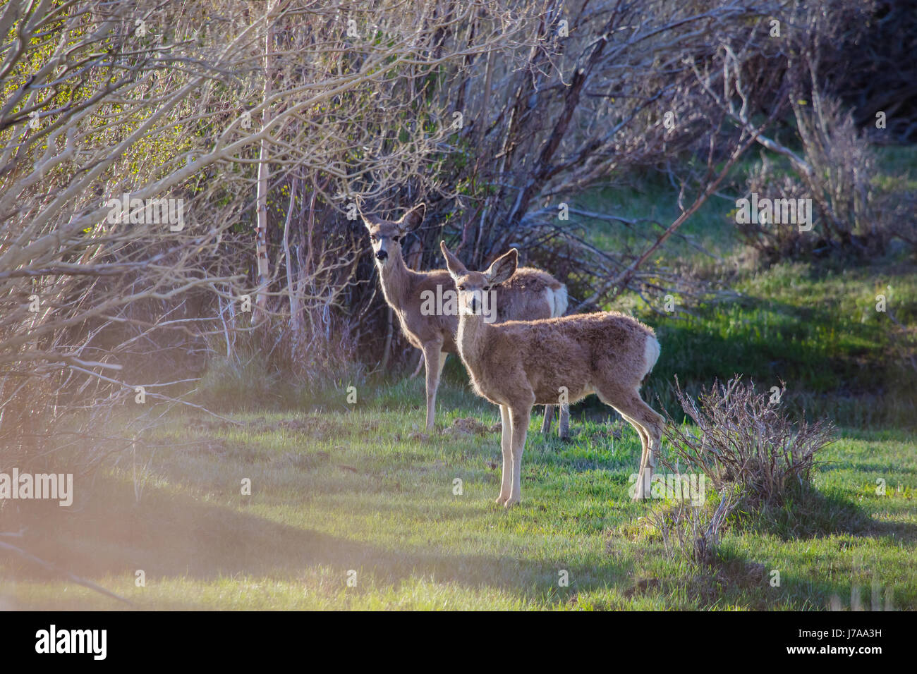 2 mule deer in a grassy spring meadow on McGee creek in the eastern Sierra Nevada mountains California USA Stock Photo