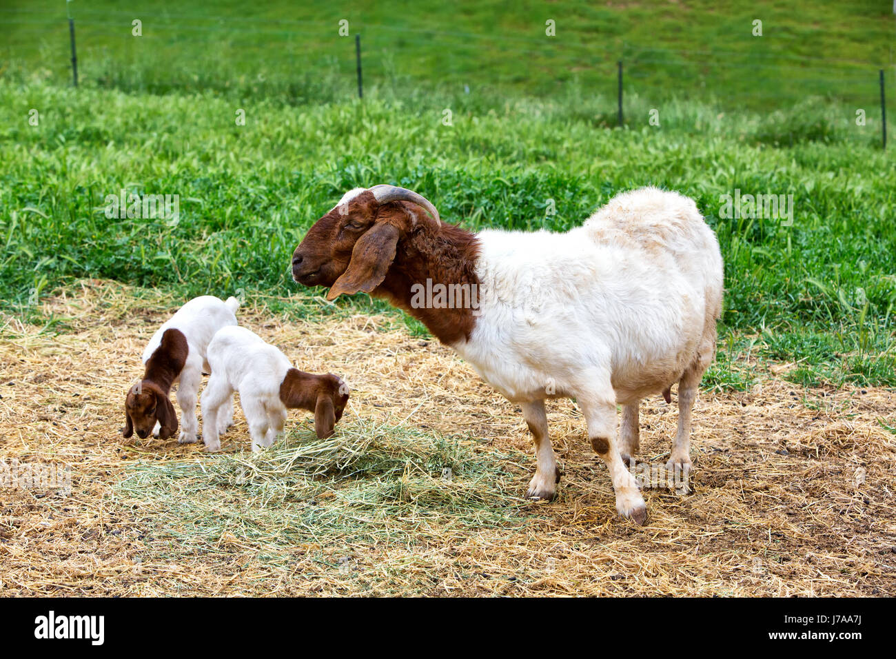 Mother Boer Goat 'Capra aegagrus hircus' with two kids, barnyard feeding on alfalfa, green field, California,  Calaveras County. Stock Photo