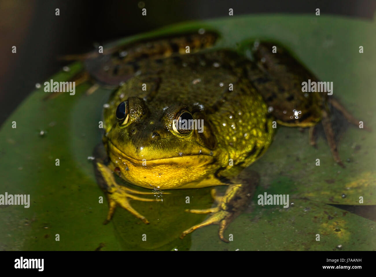 An American Bullfrog on a water lily leaf at Beaver Lake in Stanley Park. Stock Photo