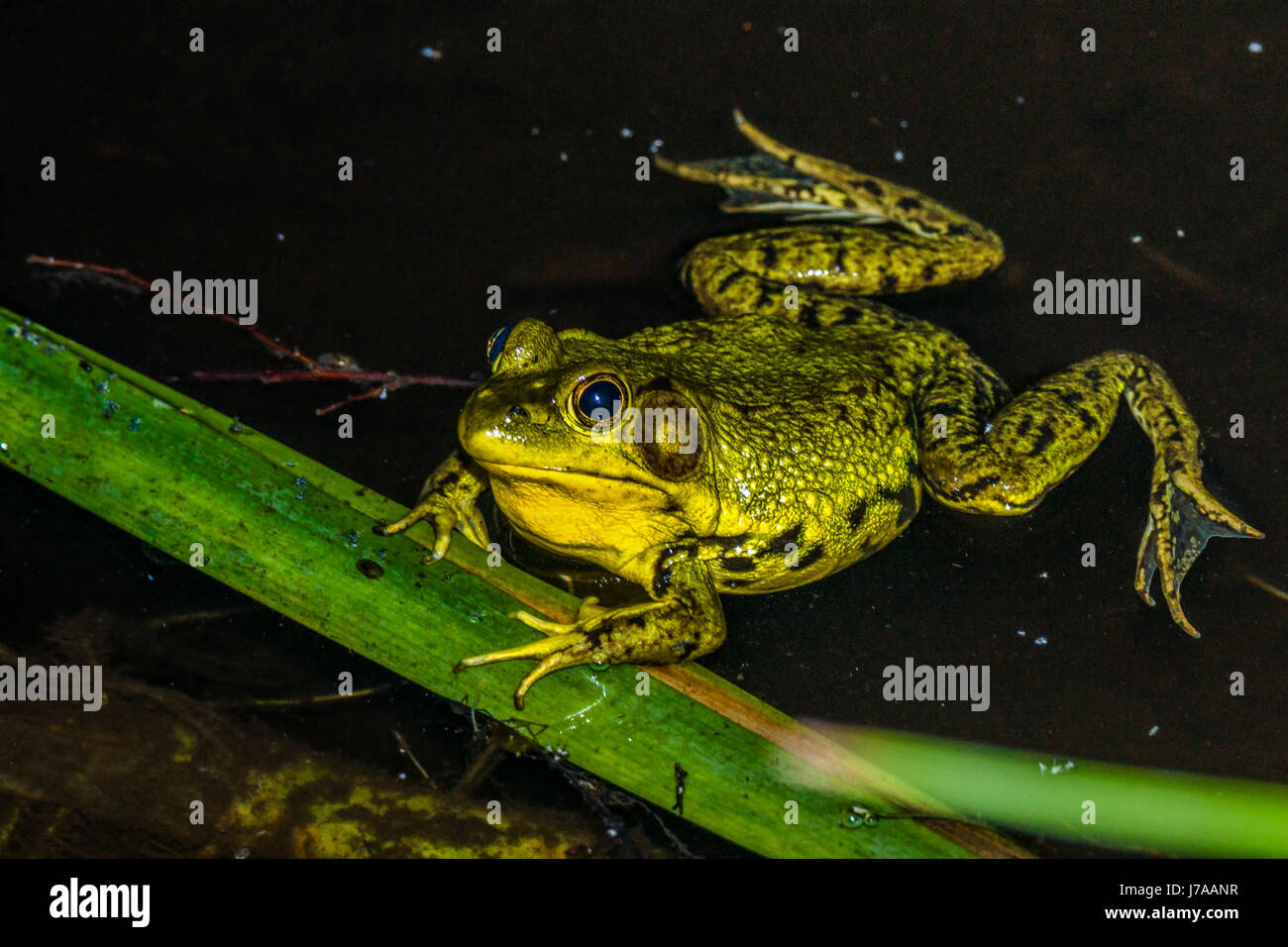 An invasive American Bullfrog at Beaver Lake in Stanley Park.  Vancouver, BC Stock Photo
