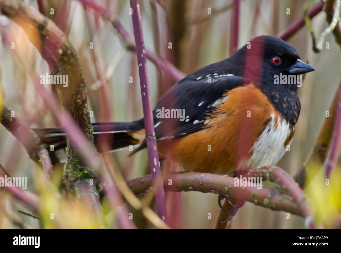 A spotted towhee hides in a thicket near Lost Lagoon in Stanley Park, Vancouver BC Stock Photo