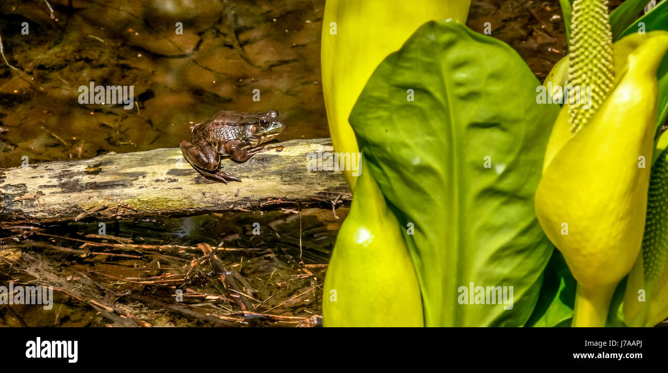 A bullfrog and skunk cabbage near Beaver Lake in Stanley Park, in