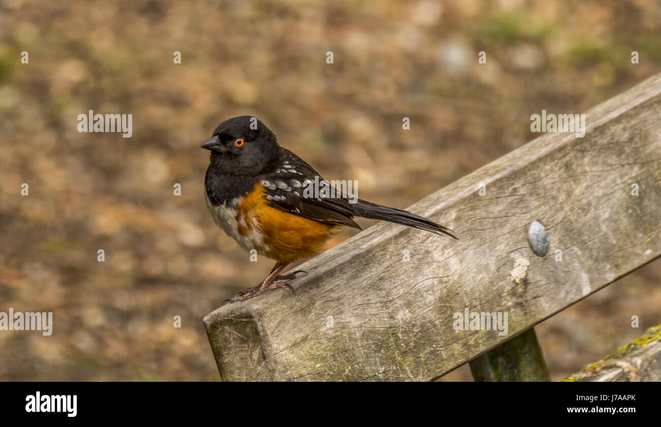 A Spotted Towhee on a bench near Lost Lagoon.in Stanley Park, Vancouver BC Stock Photo