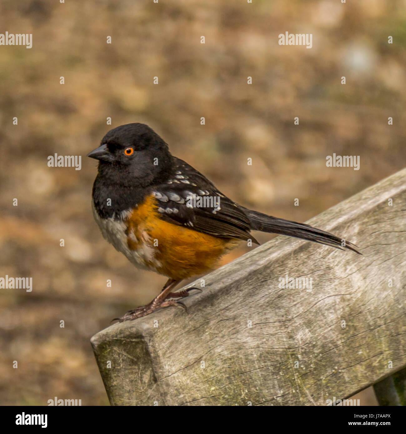 A Spotted Towhee on a bench near Lost Lagoon.in Stanley Park, Vancouver BC Stock Photo