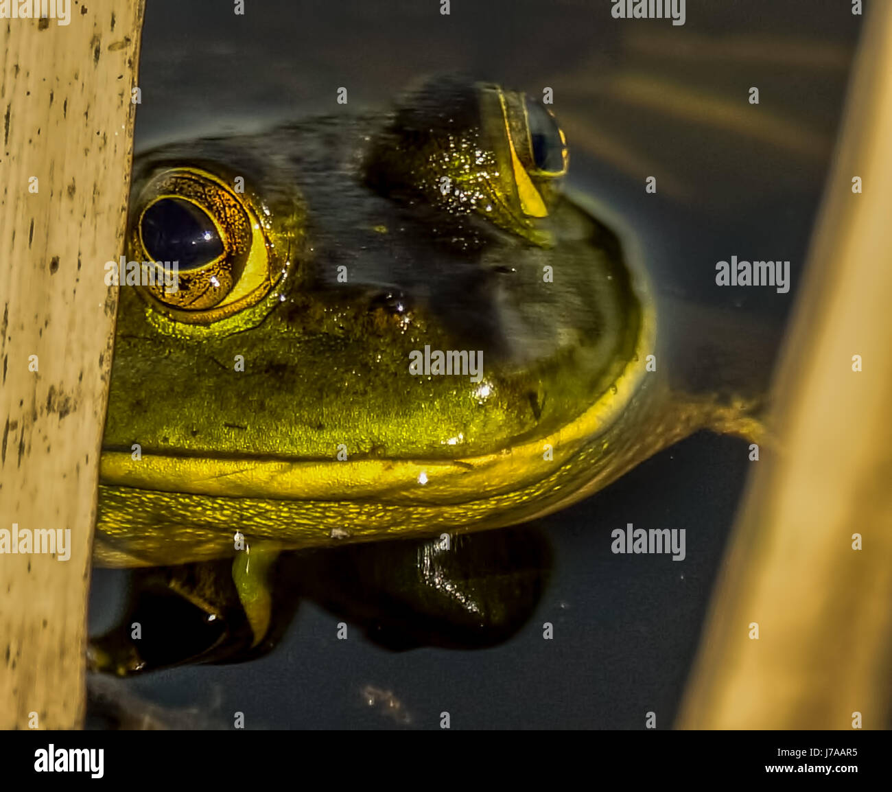 An American Bullfrog hiding in the reeds at Beaver Lake at Stanley Park Stock Photo