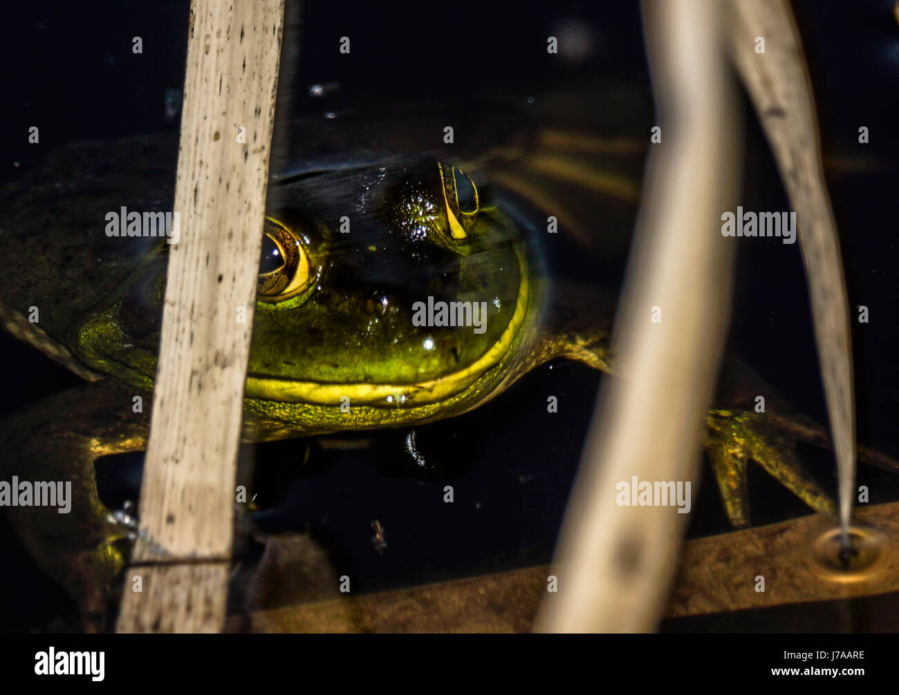 An American Bullfrog hiding in the reeds at Beaver Lake at Stanley Park Stock Photo