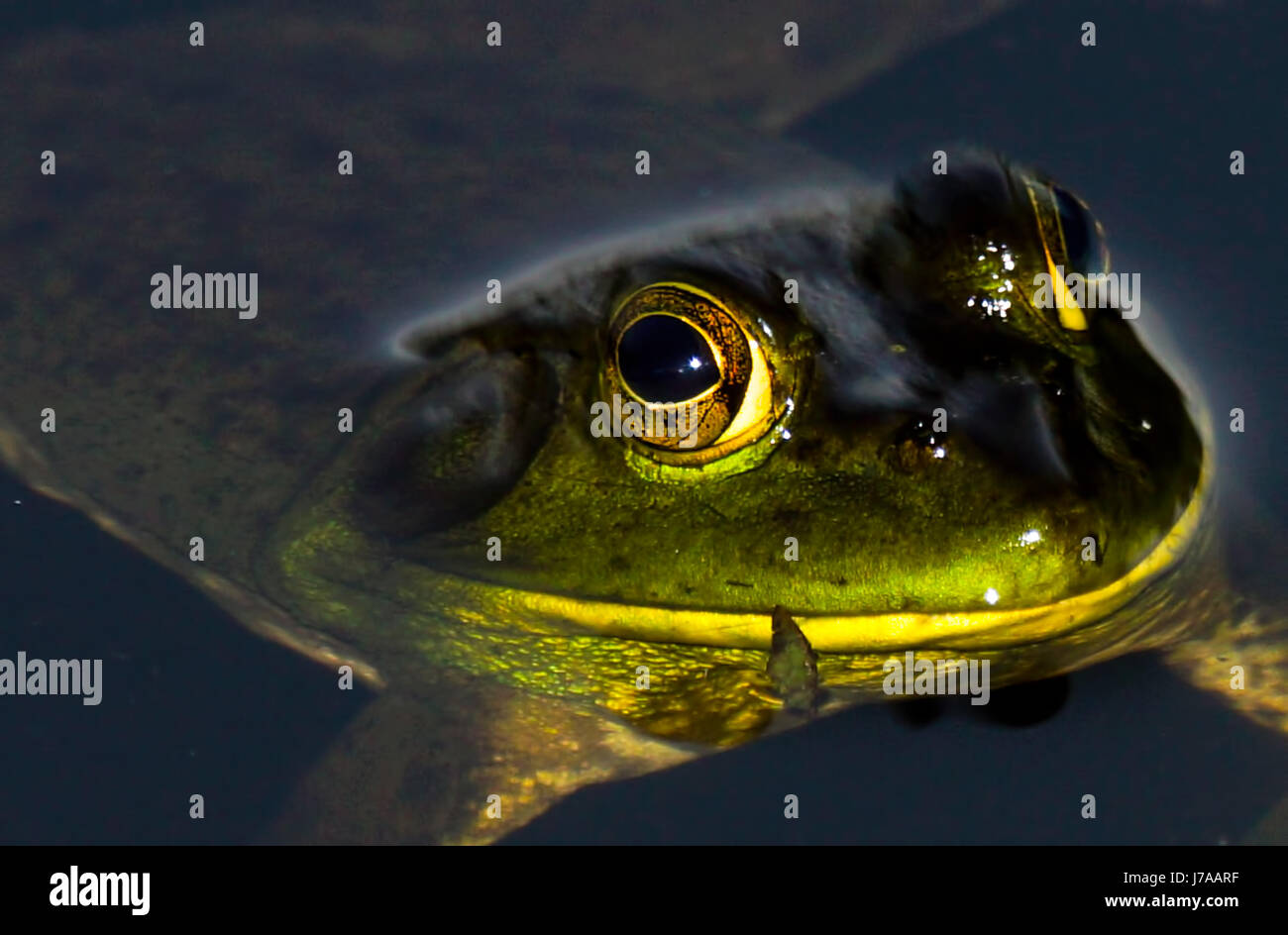 An invasive American Bullfrog out for a swim in Beaver Lake.  Watch out for the Heron! Stock Photo