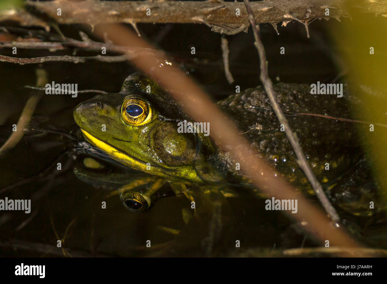 An invasive American bullfrog hiding from heron in Beaver Lake at Stanley Park Stock Photo