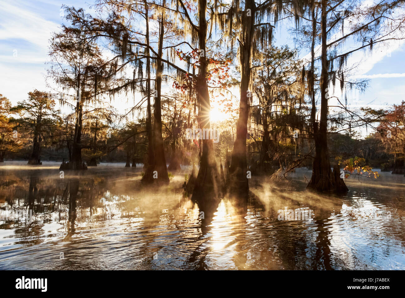 USA, Texas, Louisiana, Caddo Lake, Benton Lake, bald cypress forest