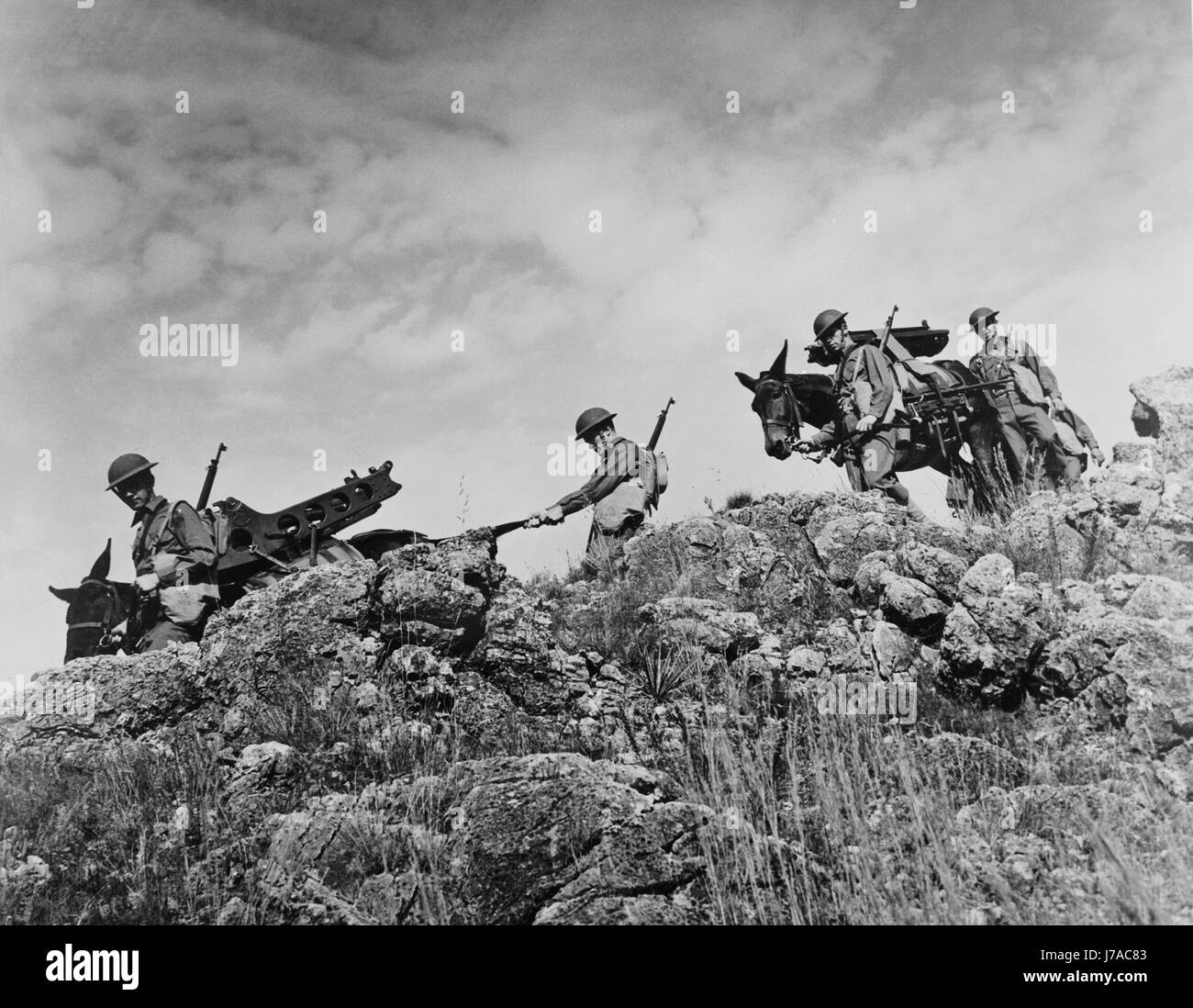 Artillerymen use Army mules to carry their equipment through rough terrain, circa 1942. Stock Photo