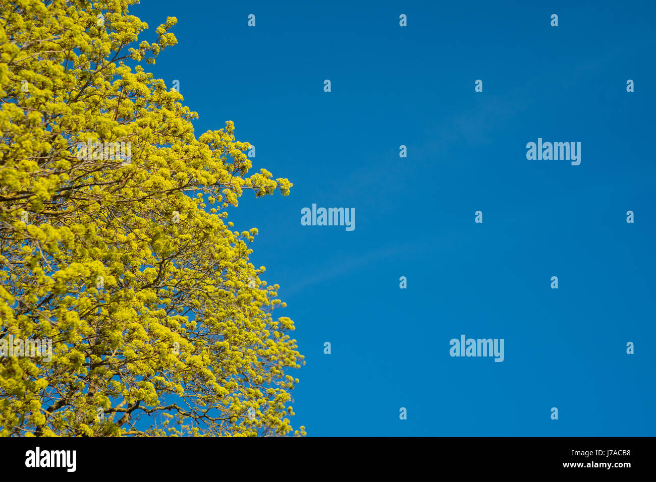 Blossoming branches of a maple tree in the spring against blue sky ...