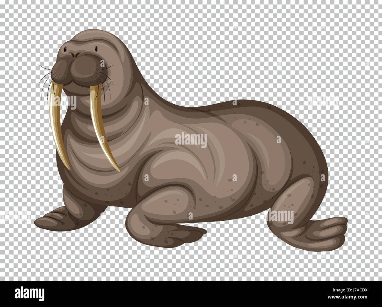Walrus picture hires stock photography and images Alamy