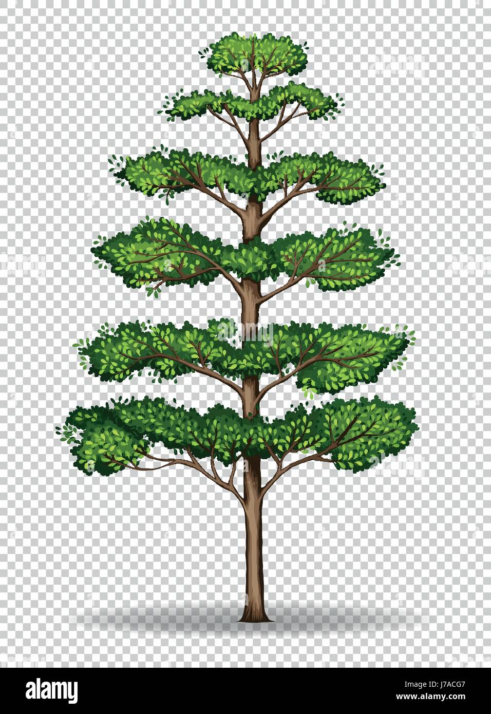 Tall tree on transparent background illustration Stock Vector Image ...