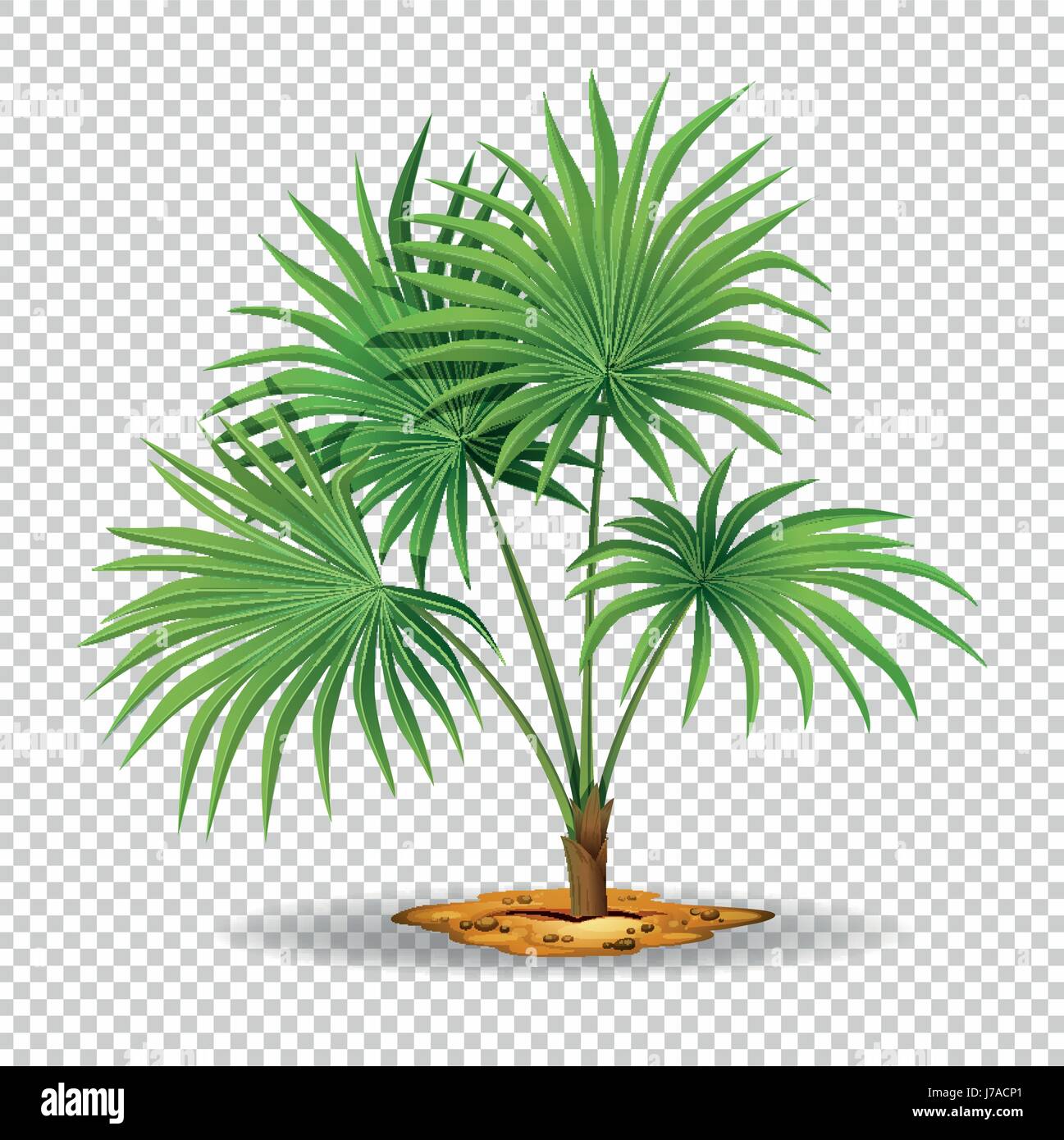 Palm tree on transparent background illustration Stock Vector Image ...