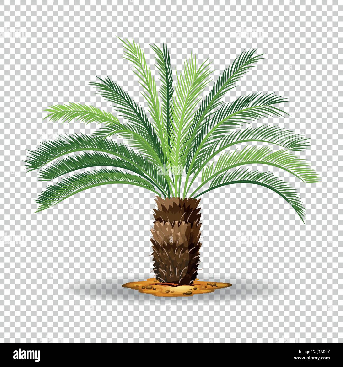 Type of palm tree on transparent background illustration Stock Vector ...